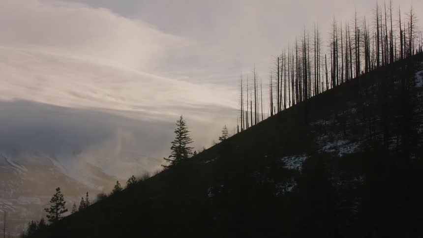 The silhouette of trees on a slope with mountains and fog behind
