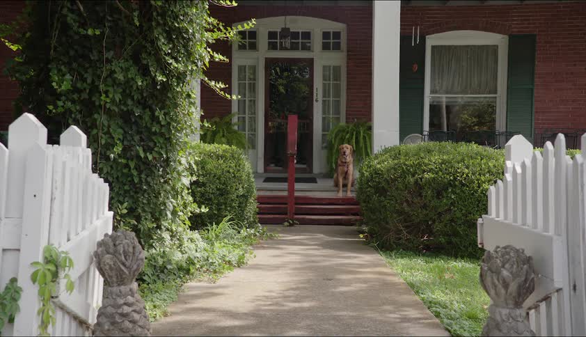 Dog sits on porch near steps looking toward open gate and waiting