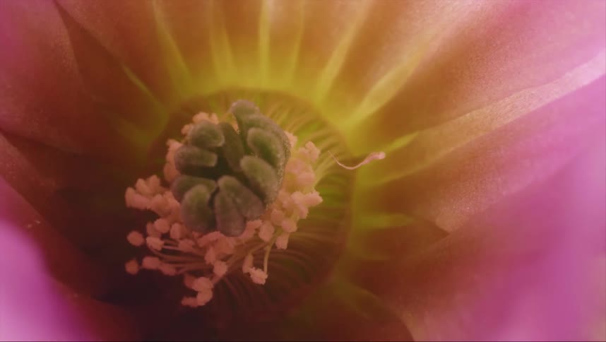 Close up of a stamen inside a flower