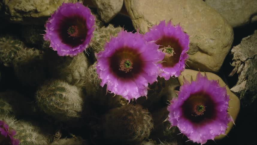 The sun shines on pink flowers as they fold
