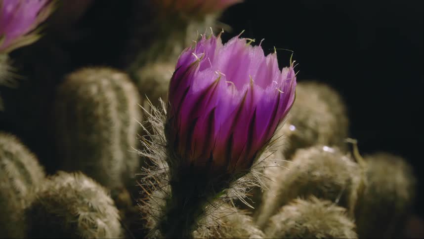 Time lapse of the blooming flower of a santa rita prickly pear cactus