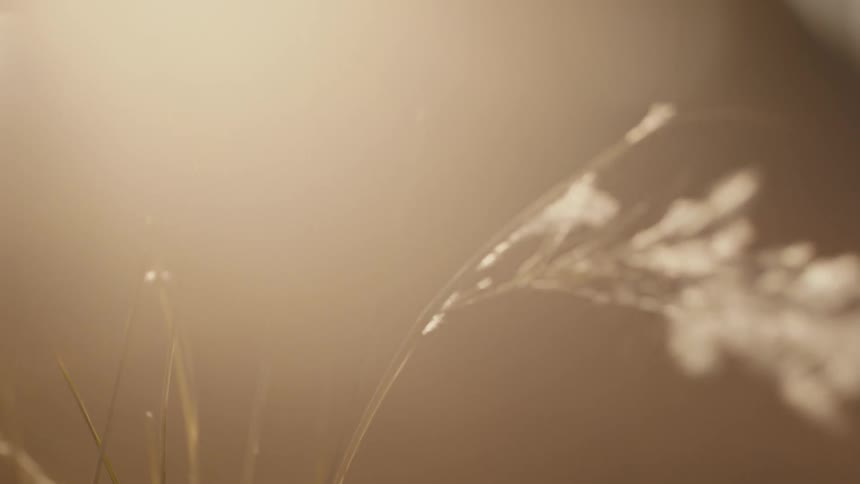 Wheat grass sways in the breeze under sun