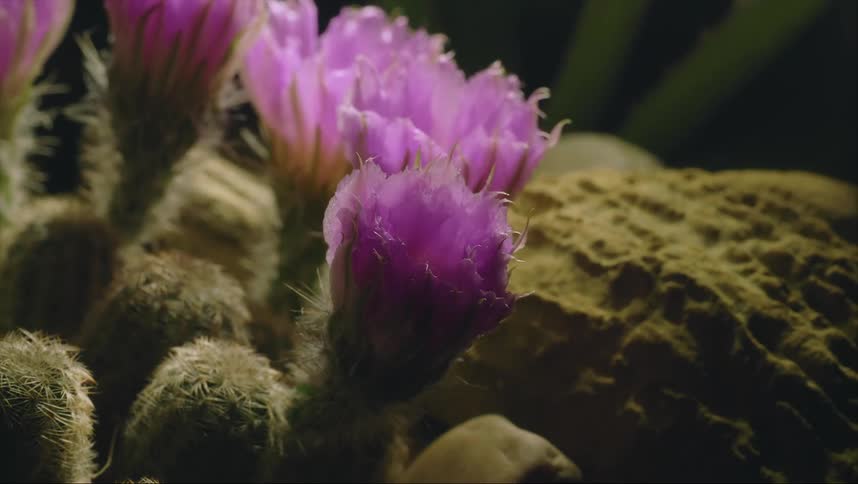 The purple flower blooms underwater
