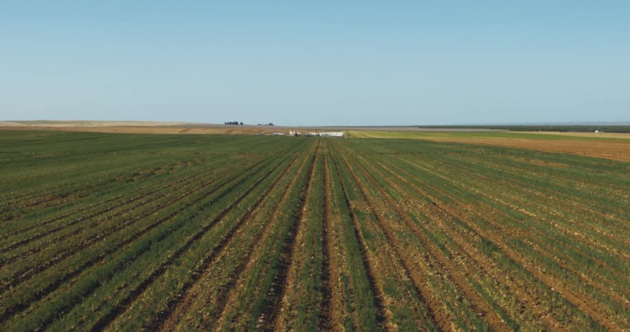 Rows of crops on a farm and a building in the distance under a clear sky