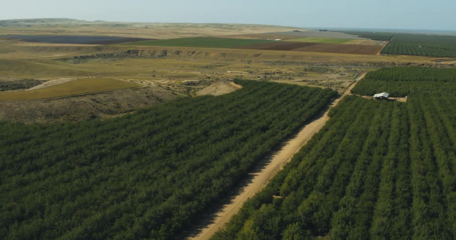 Farm land and fields with rows of trees