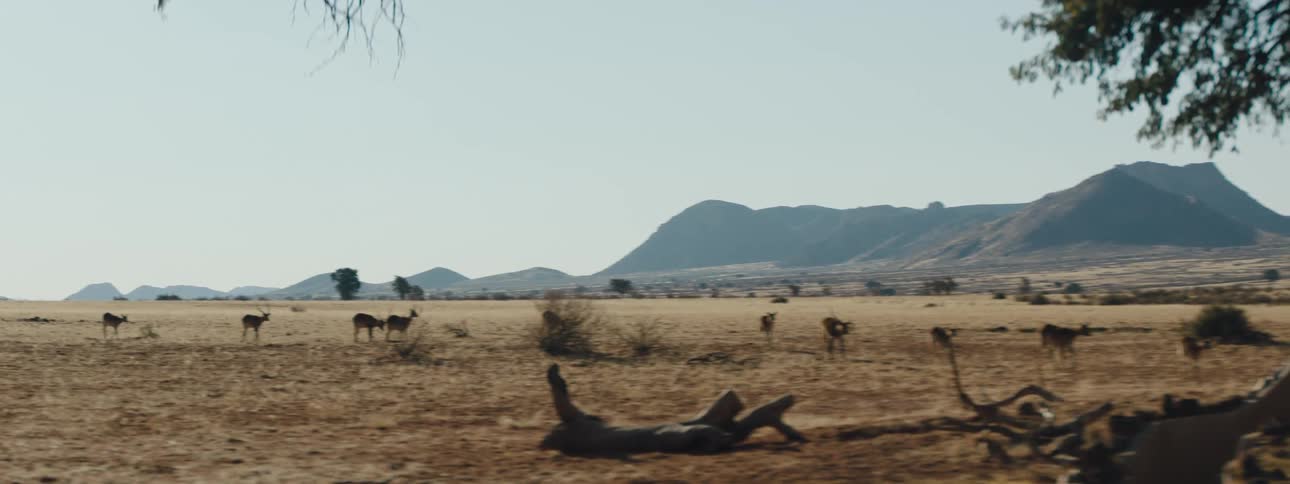 Wild animals crossing the desert