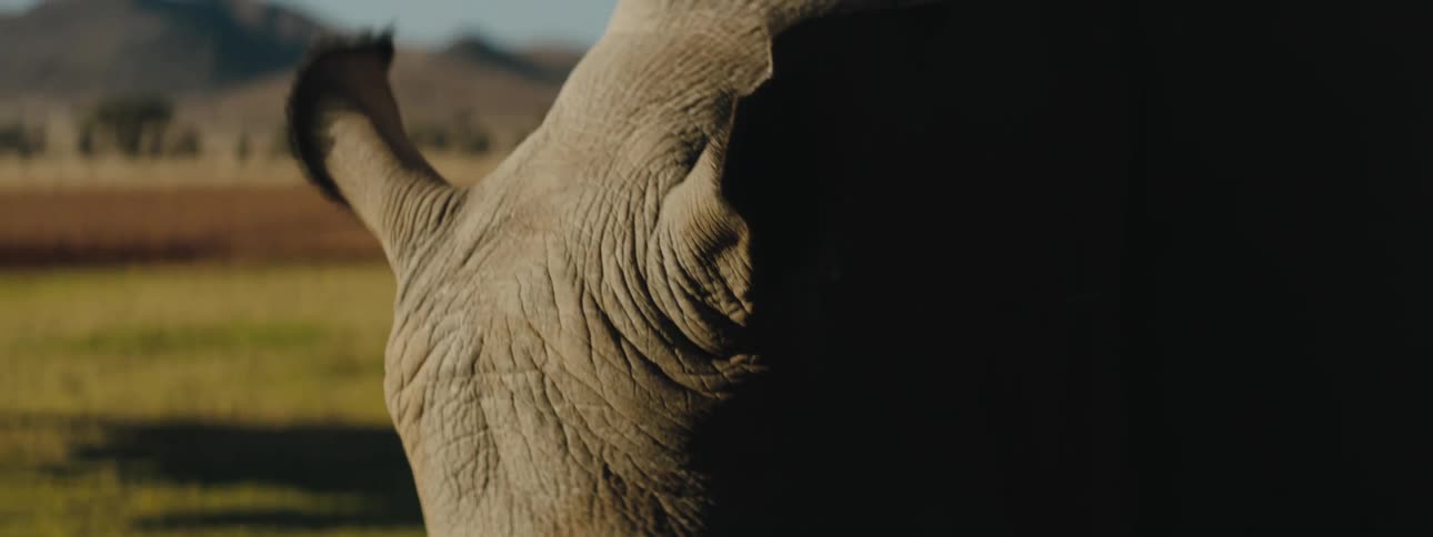 Close up of an African rhinoceros grazing on plains of the savannah