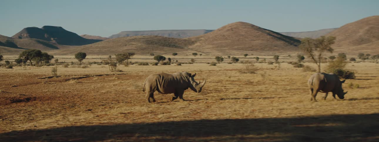 Two African rhinoceros walking across the plains of the savannah