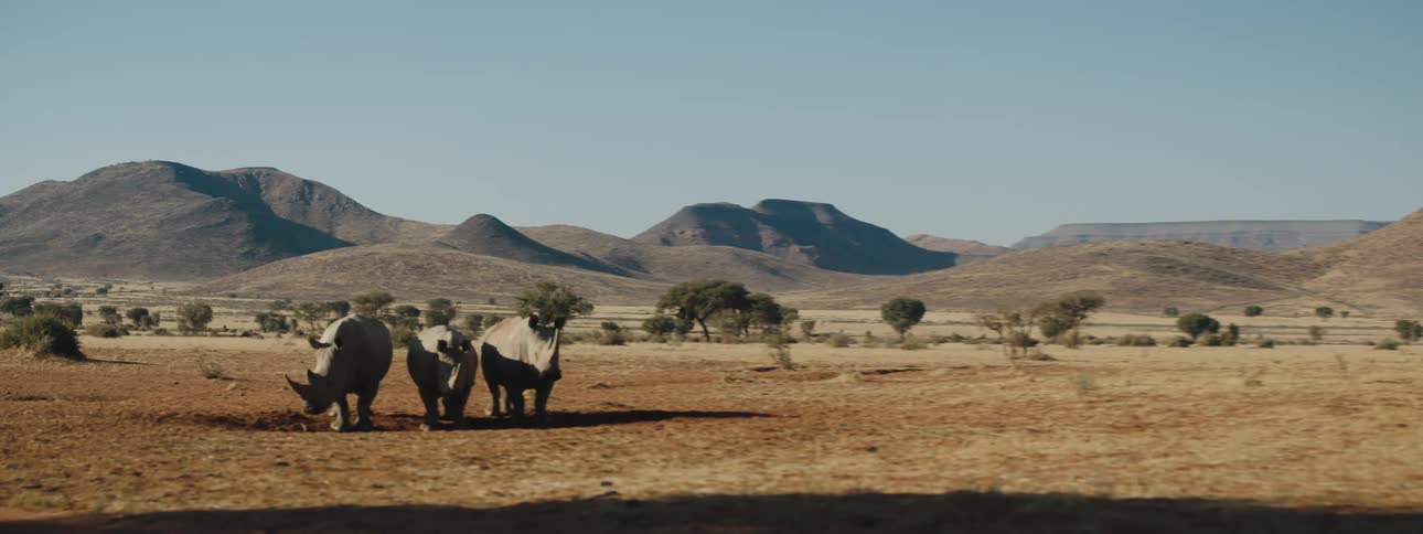 Three rhinoceros graze side by side in a field