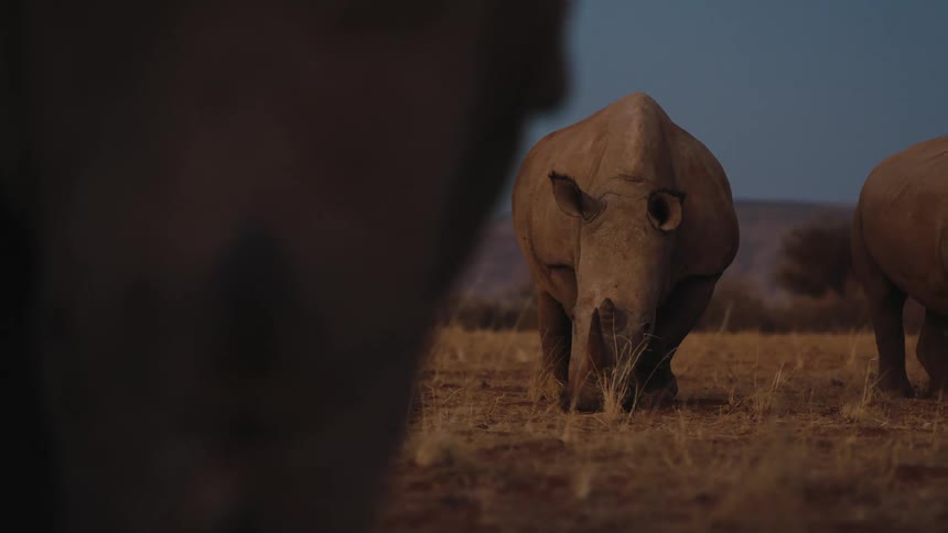 African rhinoceros grazing on the plains of the savannah