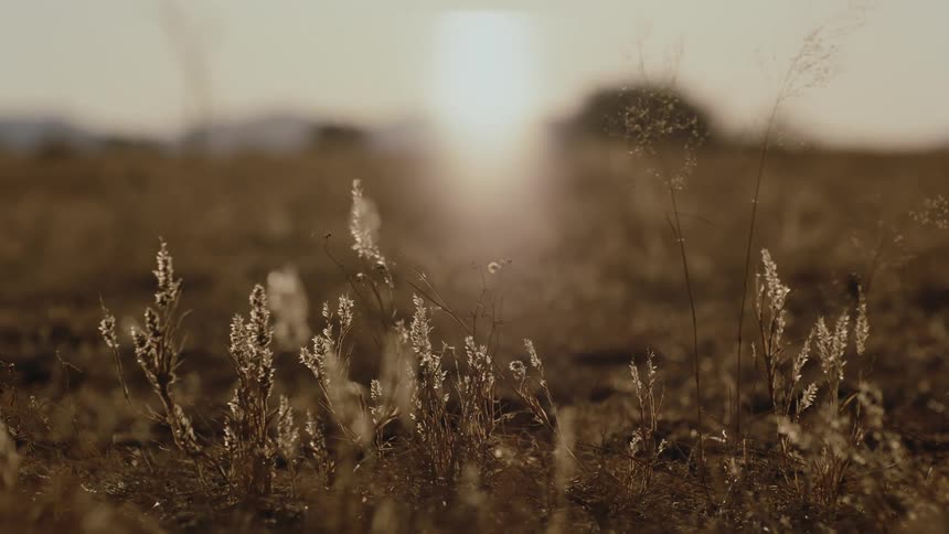The sun shines on plants as they move in the breeze in the desert