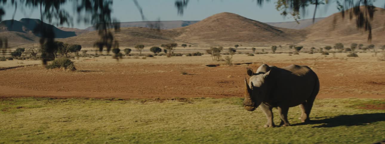 African rhinoceros grazes on grass