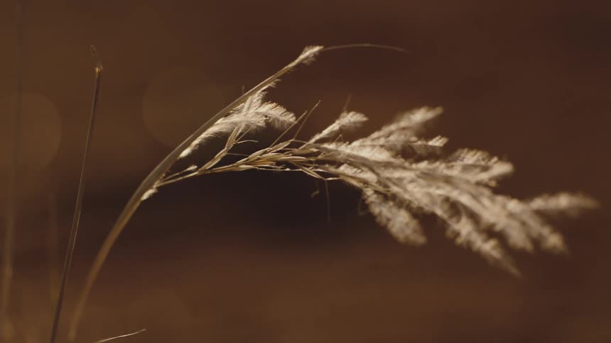 Wheat grass moving with the wind