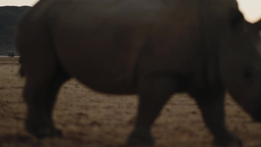 Rhinoceros grazes on grass in field