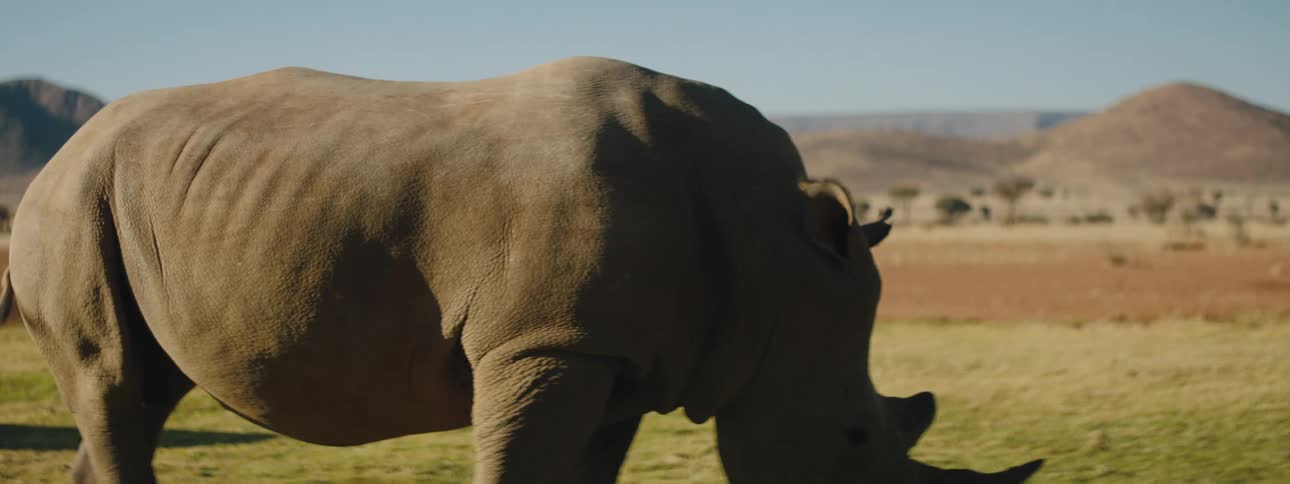 Rhino grazing in Africa