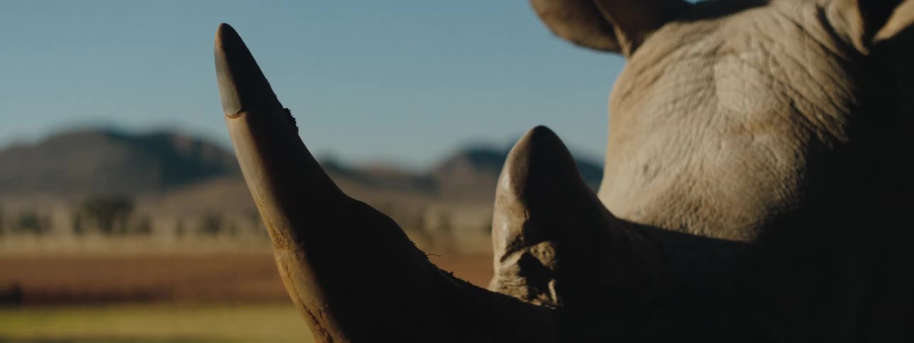 Close up view of a rhino