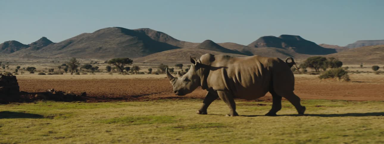 A rhino walks across the field