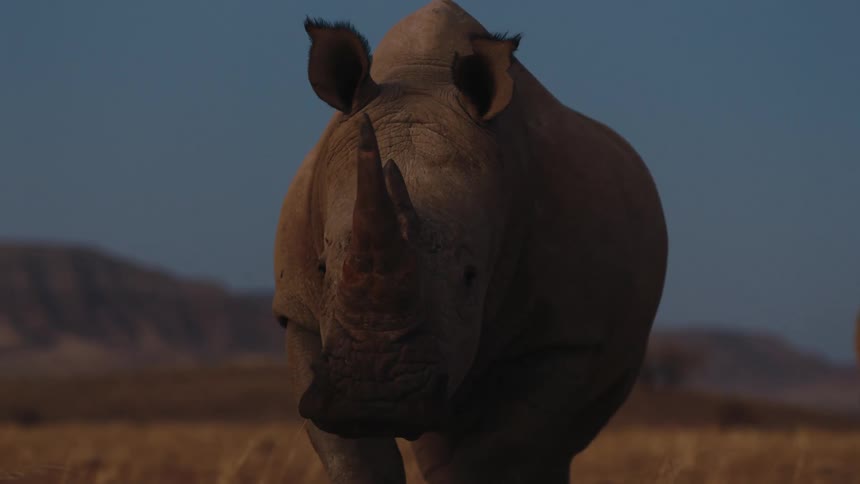 A rhino walking walks towards camera and grazes on grass