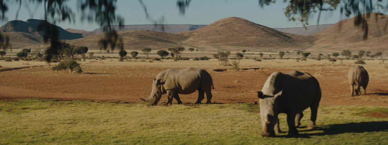 A pair of rhinos grazing on grass in summer