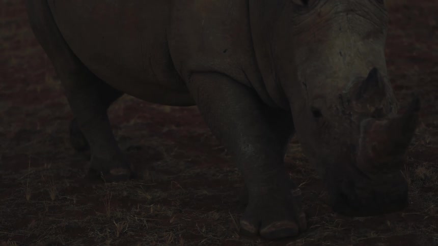 Rhino grazes on grass in the field