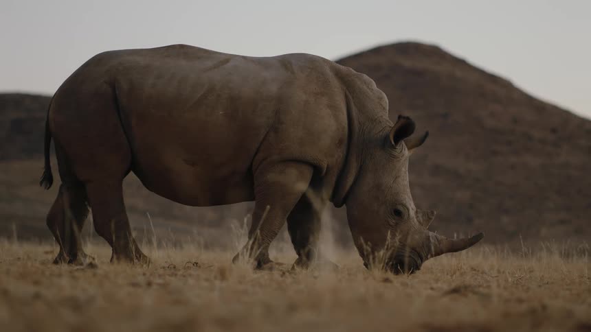 A rhinoceros eating at dawn