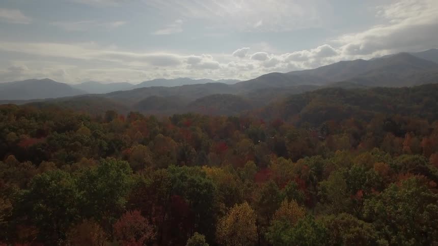 Aerial view moving over a large forest