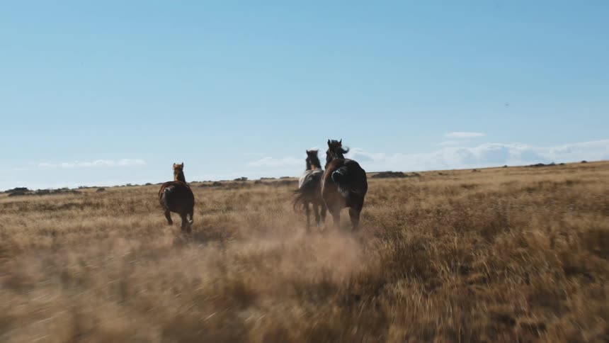 Wild horses race across an empty field