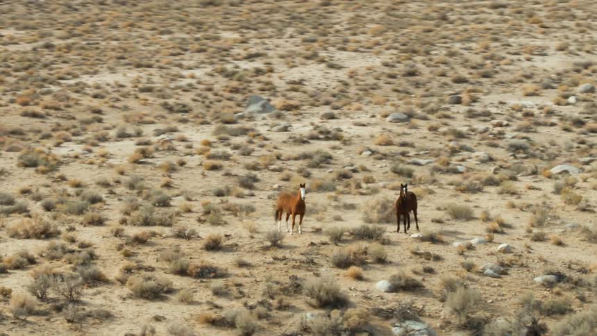 Two horses running free then abruptly stopping and staring in the countryside