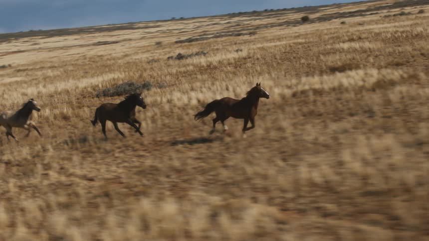 Wild mustangs gallop across a plain at golden hour
