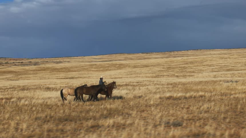 A rancher guides his horses across a field