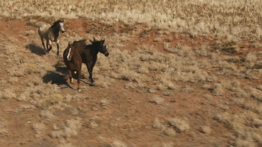 Aerial of wild horses running free in a pasture