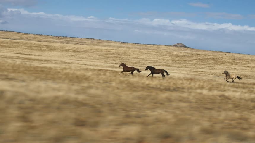 Three horses are running on the wide open landscape