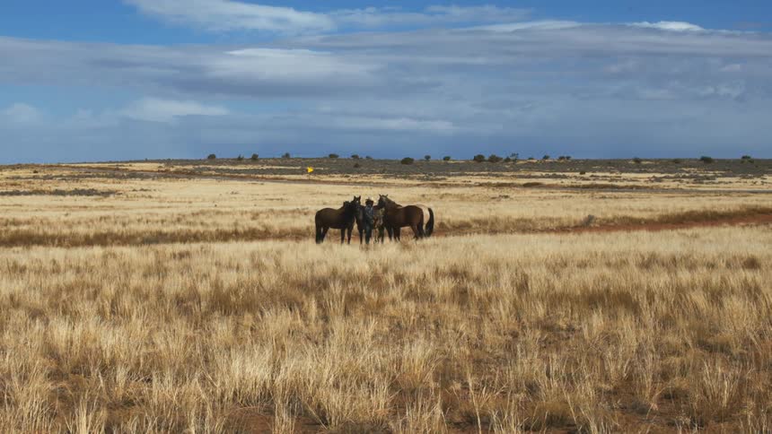 A rancher feeds his horses out on the plains
