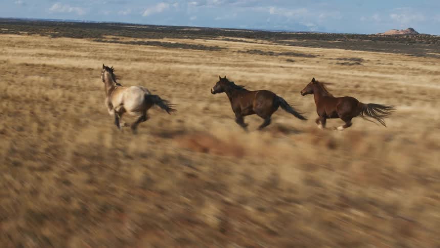 Horses gallop across field with mountain on the horizon