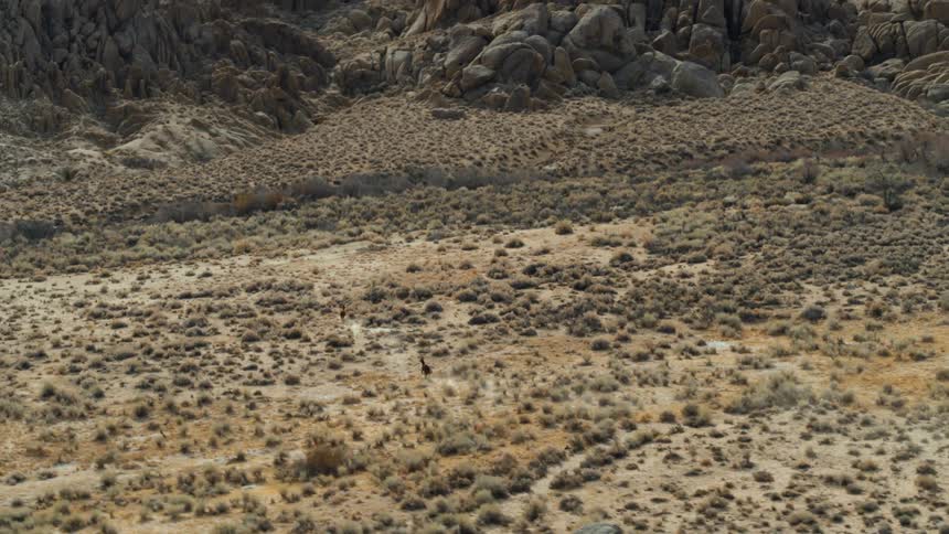 Horse gallops across scrub land near boulder strewn mountain