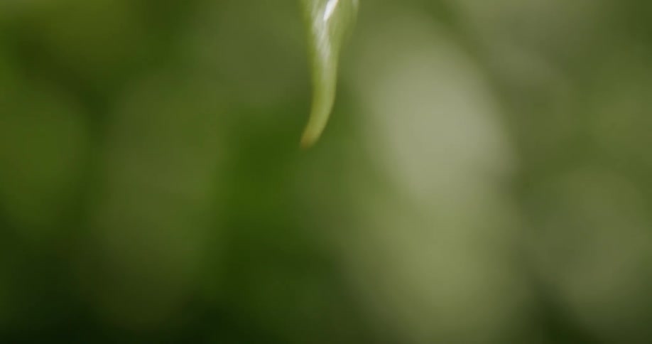 A single drop of water rolls down a plant leaf and falls towards the ground