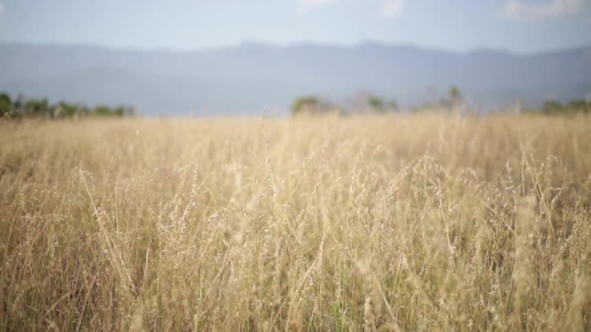 A field is full of tall yellow grass on a windy day