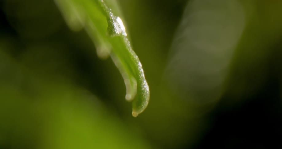 The sun shines on a water drop falling from the leaf of a plant