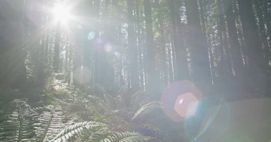Timelapse of sun moving through trees in a forest