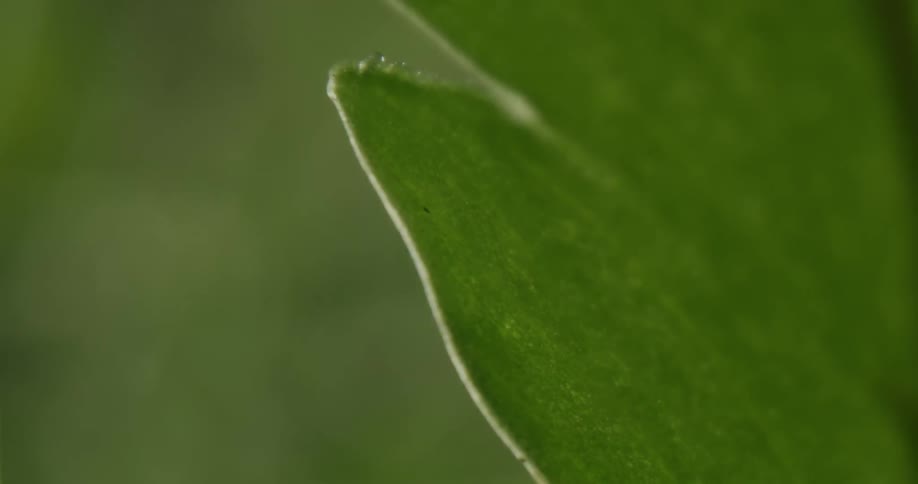 Dew droplets are forming on tropical plants