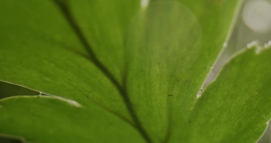 Close up view of a green leaf moving in the breeze as rain falls