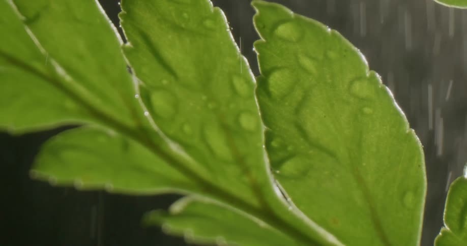 The sun shines on plant leaves moving in the breeze as rain falls
