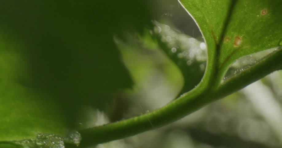 The sun shines on plant leaves moving in the breeze as rain lightly falls
