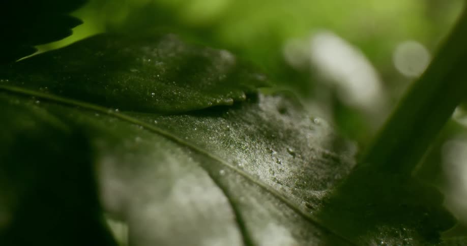 A vibrant green leaf collects small droplets of water as rain pours down on it