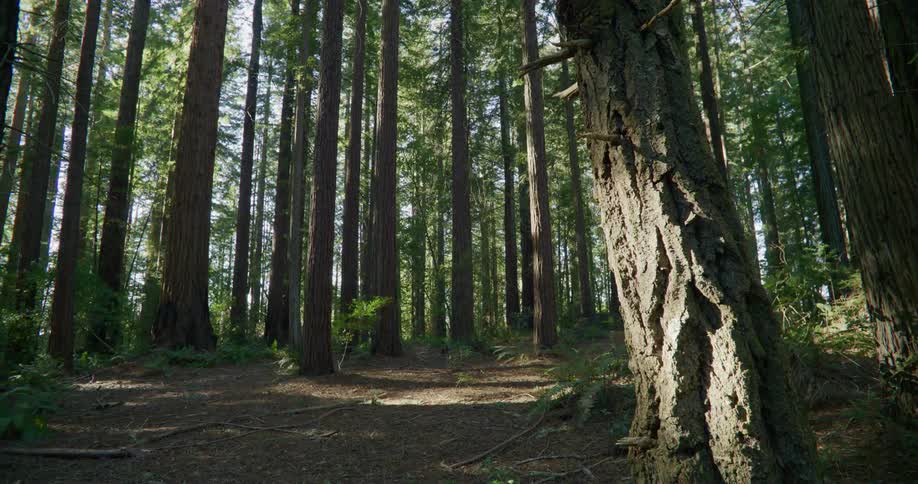 timelapse of long tree trunks in the forest