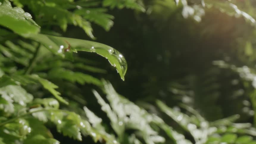 A water drop sits on the edge of a leaf in a forest