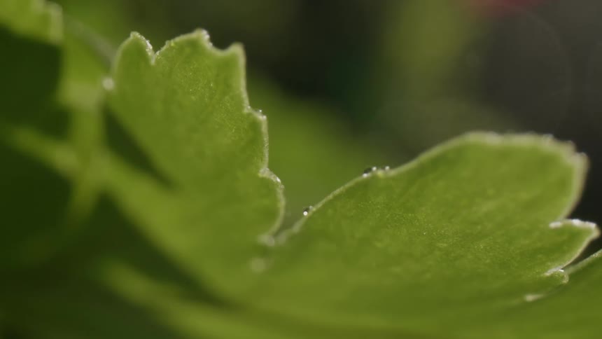 Close up view of a green leaf moving in the breeze as rain falls