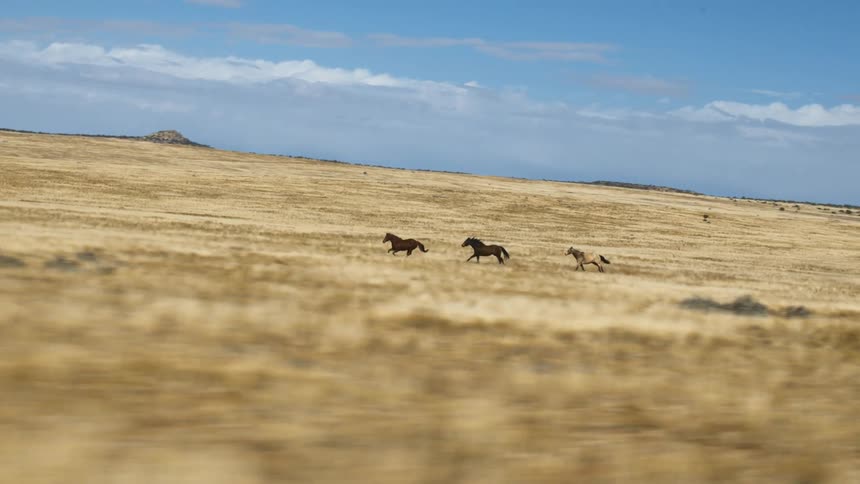 Black and brown horses run uphill on brown grass