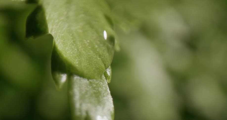 A view of a leaf outdoors