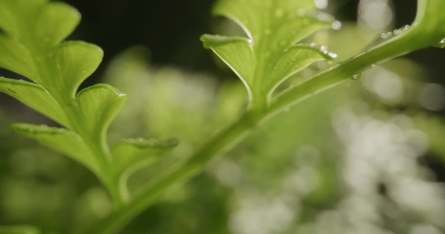 The sun shines on the green leaves and stem of a plant
